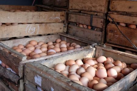 Kementan Pantau Ketat Stok Telur Ayam Selama Ramadhan